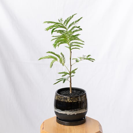 エバーフレッシュ 鉢セット Pithecellobium 観葉植物 多肉植物 インテリアグリーン 静岡 ANTIDOTE 通販 S1195