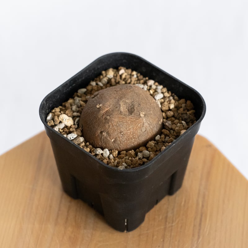 ステファニア エレクタ【発根管理中】Stephania erecta 塊根植物