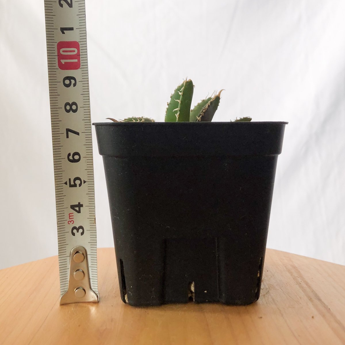 アガベ チタノタ 白豪刺【発根管理中】 Agave titanota TC株 アガベ チタノタ 白豪刺【発根管理中】 Agave titanota TC株