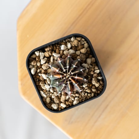 ギムノカリキウム ミハノビッチ 実生 緋牡丹錦 ヒボタンニシキ Gymnocalycium mihanovichii サボテン 多肉植物 珍奇植物 静岡 ANTIDOTE 通販 S1372