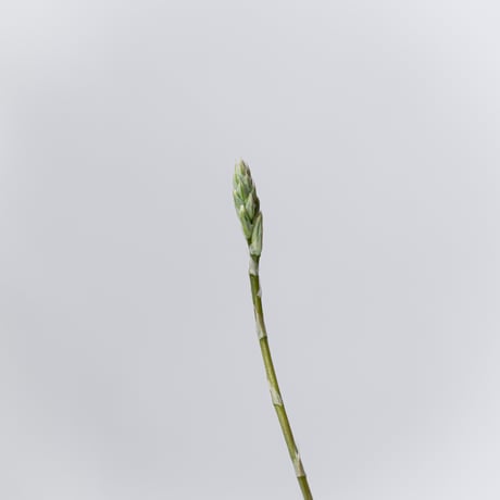 ハオルチア 鉢セット Haworthia 多肉植物 珍奇植物 静岡 ANTIDOTE 通販 S1336