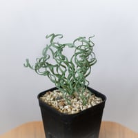 アルブカ コンコルディアナ Albuca Concordiana 球根植物 多肉植物 珍奇植物 静岡 ANTIDOTE 通販 S1055