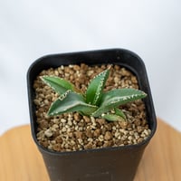 アガベ チタノタ 悪魔くん TC株 Agave titanota 多肉植物 珍奇植物 静岡 通販 ANTIDOTE S432
