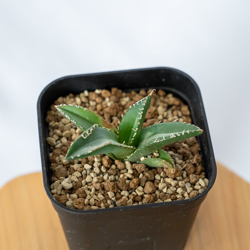 速達【鉢ごと発送】活着　希少　狂刺　アガベ　チタノタ　悪魔くん　TC 旧ロット 鉢ごと発送】活着 アガベ チタノタ 悪魔 メデューサ TC 速達【鉢ごと