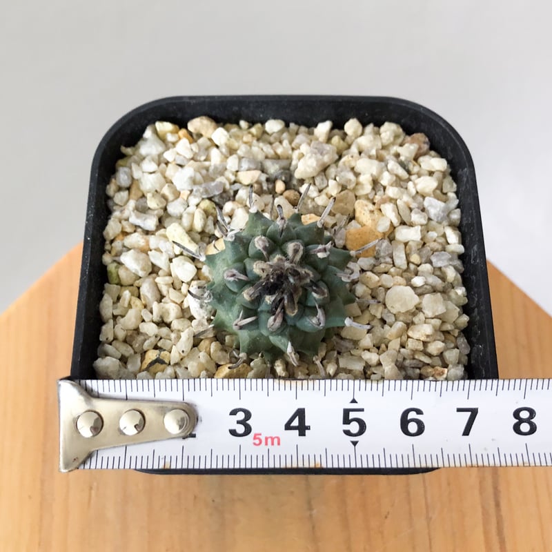 ツルビニカルプス 昇竜丸 実生 Turbinicarpus Schmiedickeanus サ