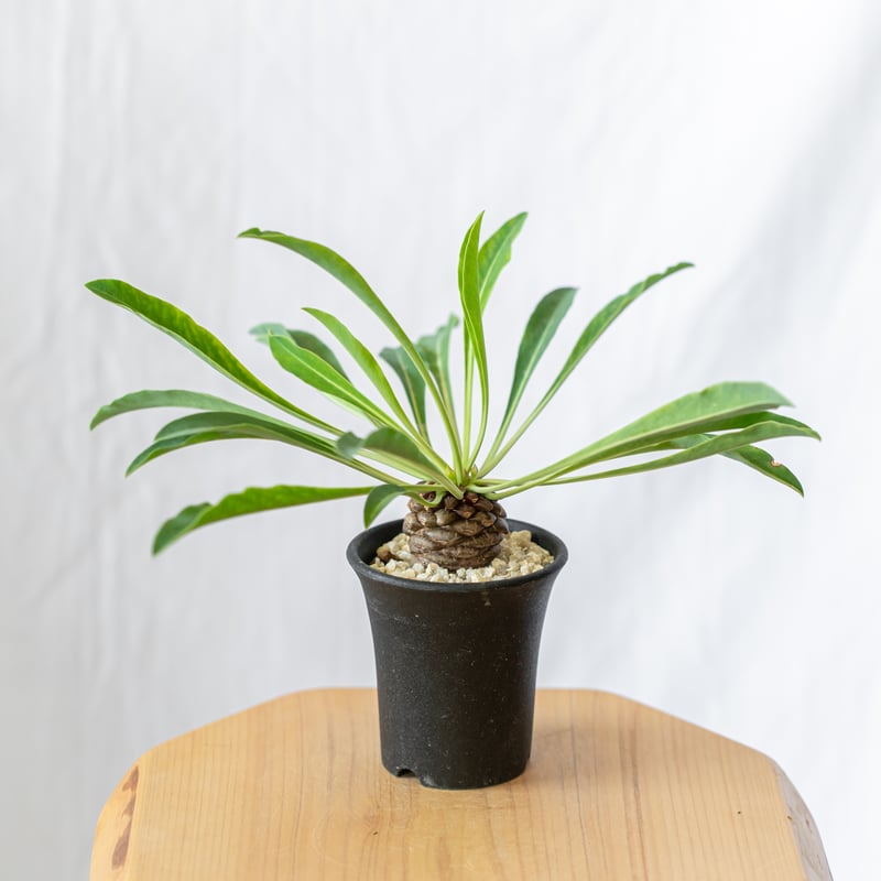 鉄甲丸 ユーフォルビア ブプレウリフォリア 実生 Euphorbia