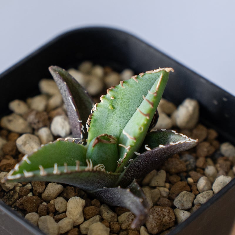 アガベ チタノタ 清櫻【発根管理中】 TC Agave titanota Seiou