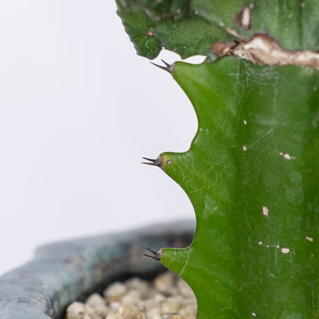 ユーフォルビア マハラジャ 鉢セット Euphorbia lactea 塊根植物 多肉植物 珍奇植物 静岡 ANTIDOTE 通販 S1170