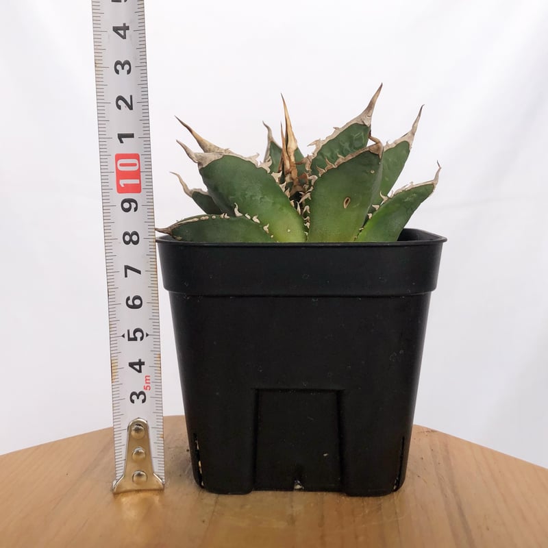 アガベ チタノタ 狼人 OC株 Agave titanota Werewolf 多肉植物 珍