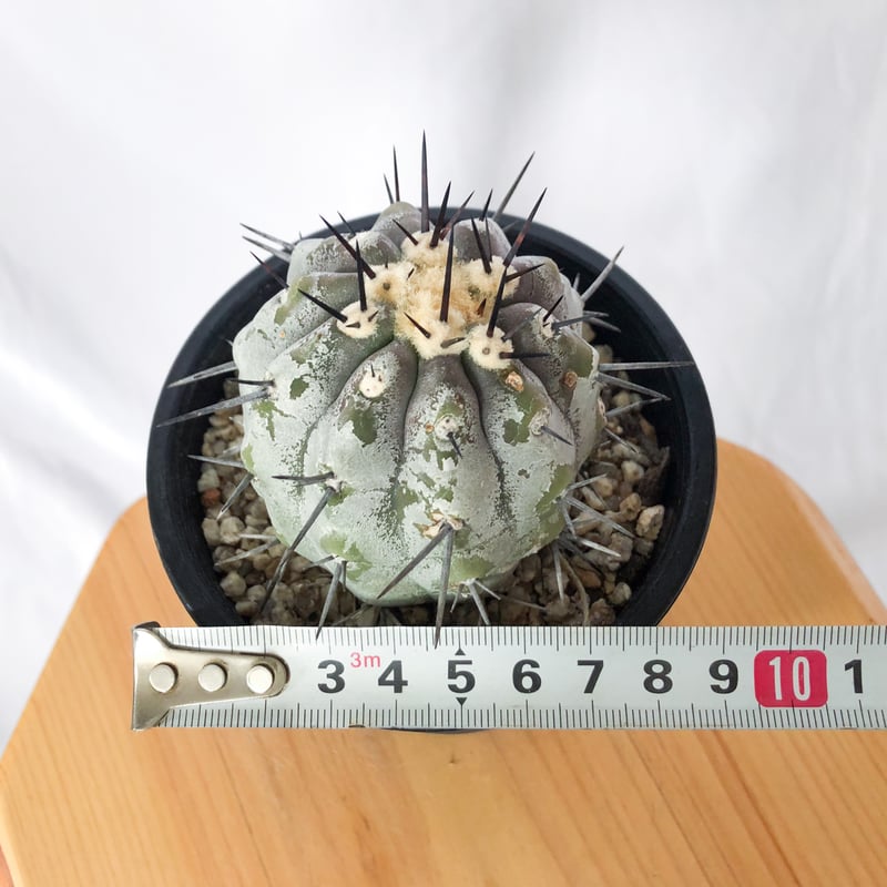 コピアポア 黒王丸 実生 Copiapoa cinerea サボテン 多肉植物