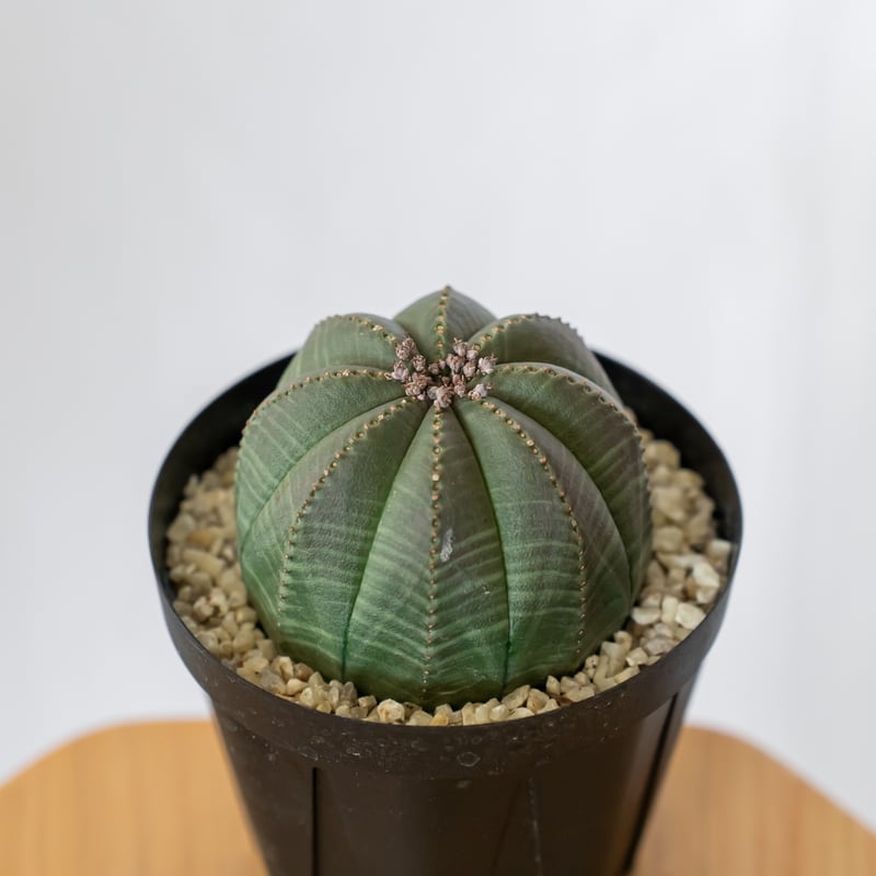 ユーフォルビア オベサ メス株 雌株 美株 Euphorbia obesa 多肉植物