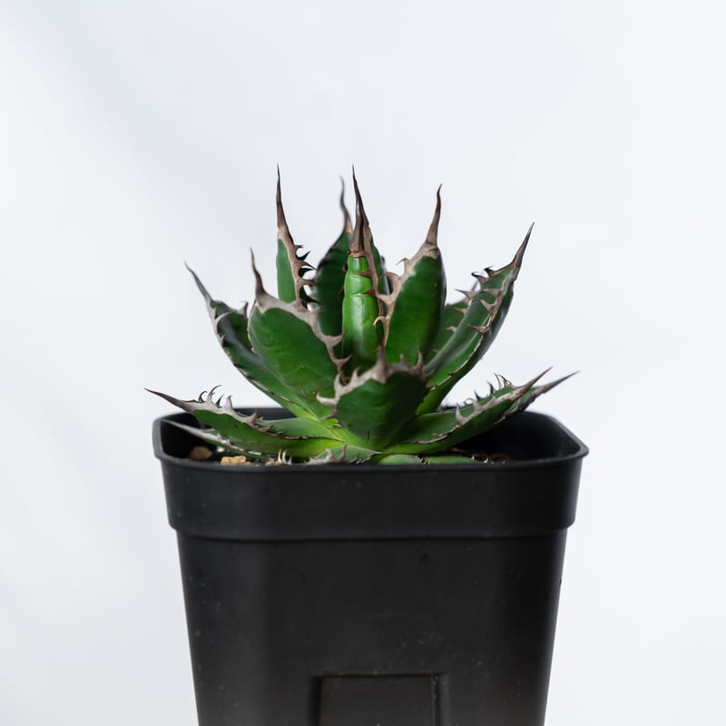 アガベ 姫ホリダ OC株 Agave horrida 多肉植物 珍奇植物 静岡 ANTIDOT