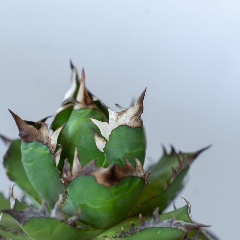 アガベ チタノタ ゴリ姫 レッドキャットウィーズル ゴリ猫 姫厳竜