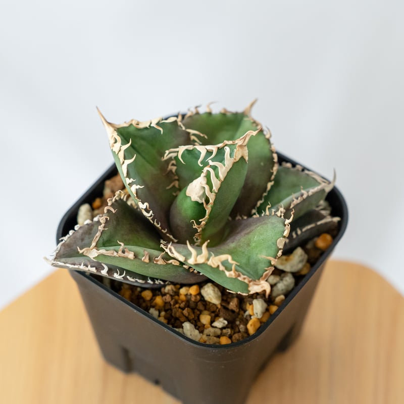 アガベ　チタノタ　金剛狼‼️13800→8800‼️ アガベ チタノタ 金剛狼‼️13800→8800‼️ - メルカリ