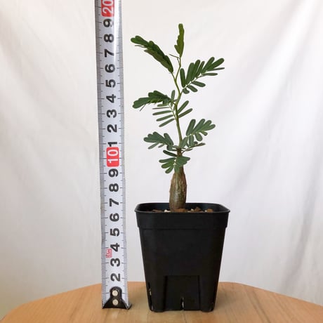 センナ メリディオナリス 実生 Senna Meridionalis 灌木コーデックス 塊根植物 多肉植物 珍奇植物 静岡 ANTIDOTE 通販 S1494