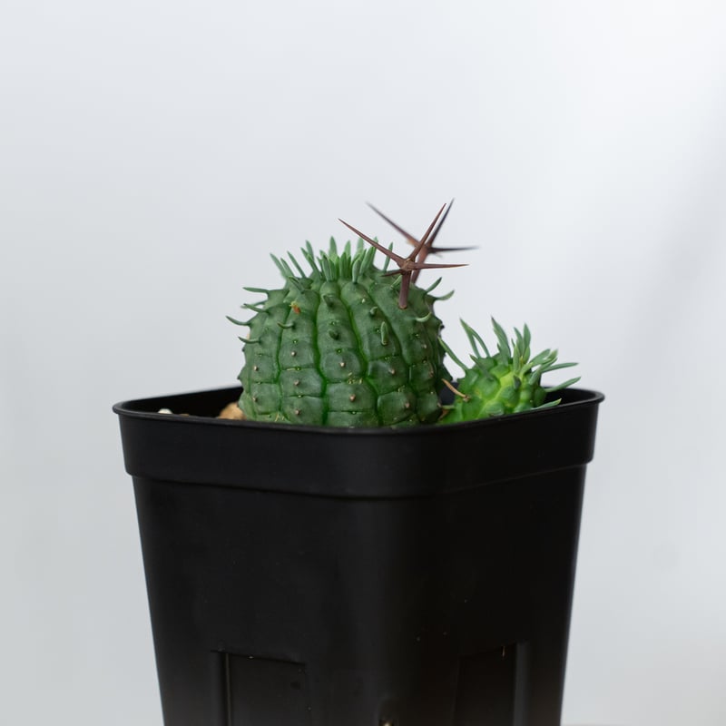ユーフォルビア 群星冠 実生 Euphorbia stellispina 多肉植物 珍奇植物