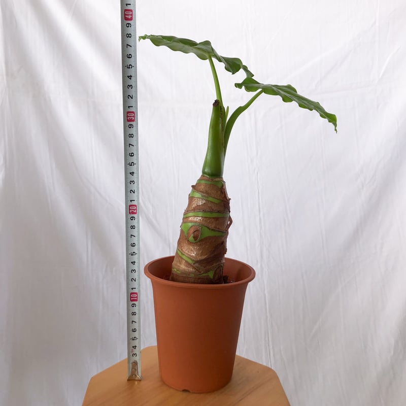 アロカシア クワズイモ Alocasia odora 観葉植物 静岡 ANTIDOTE 通販