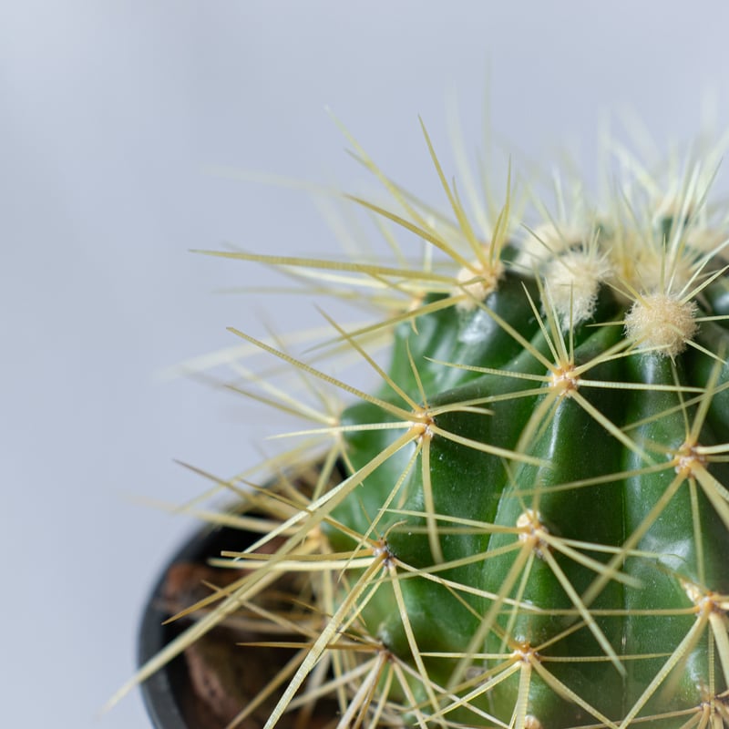 金鯱 エキノカクタス Golden ball cactus サボテン 多肉植物 珍奇植物