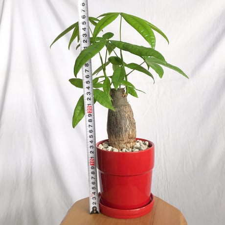 パキラ 鉢セット Pachira Guiana Chestnut 観葉植物 インテリアグリーン 静岡 ANTIDOTE 通販 S1301