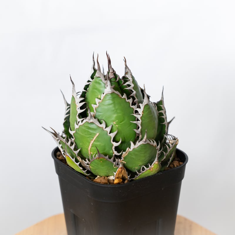 アガベ ホリダ 美株 【発根管理中】OC株 Agave horrida 多肉植物 珍奇