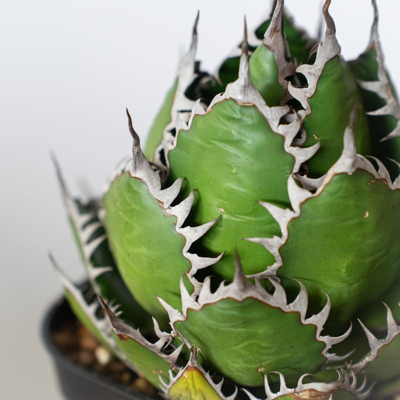 アガベ ホリダ 美株 【発根管理中】OC株 Agave horrida 多肉植物 珍奇