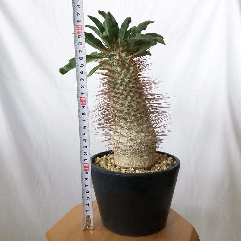 パキポディウム ナマクアナム 光堂 接木 大株 実生 Pachypodium