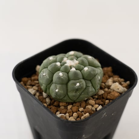 astrophytum | STORES