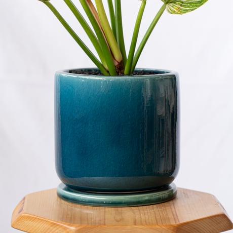 フィロデンドロン バーキン 鉢セット Philodendron Birkin 観葉植物 多肉植物 インテリアグリーン 静岡 ANTIDOTE 通販 S1192