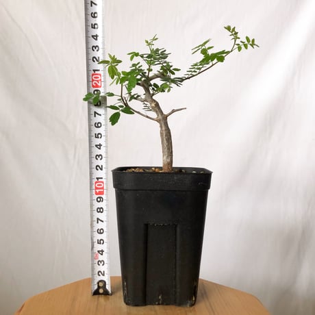 コミフォラ モンストローサ 実生 Commiphora monstruosa 灌木コーデックス 多肉植物 観葉植物 珍奇植物 静岡 ANTIDOTE 通販 S1501