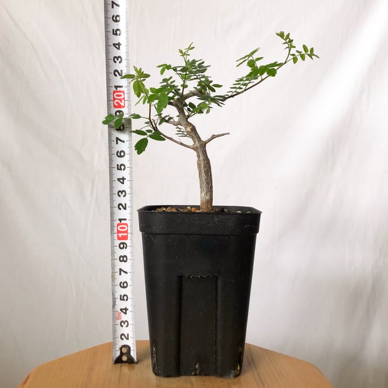コミフォラ モンストローサ 実生 Commiphora monstruosa 灌木