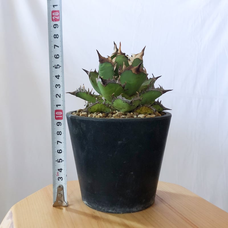 ゴリ猫✕姫厳竜　ハイブリッド　アガベ　子株　未発根 ゴリ猫✕姫厳竜 ハイブリッド アガベ 子株 未発根 ゴリ猫✕姫厳竜