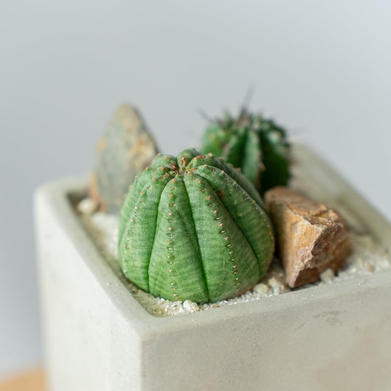 ホリダ＆オベサ ユーフォルビア 多肉植物 寄せ植え 鉢セット 多肉植物