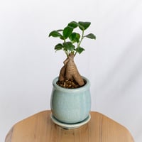ガジュマル 鉢セット Ficus microcarpa キジムナー 多幸の木 塊根植物 多肉植物 新築祝い 静岡 ANTIDOTE 通販 S1293