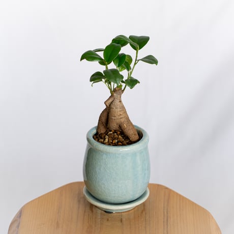 ガジュマル 鉢セット Ficus microcarpa キジムナー 多幸の木 塊根植物 多肉植物 新築祝い 静岡 ANTIDOTE 通販 S1293