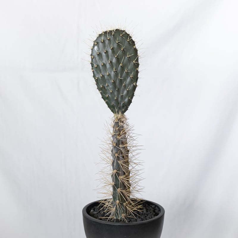 オプンチア ガラパゴス団扇 実生 Opuntia galapageia サボテン 多肉
