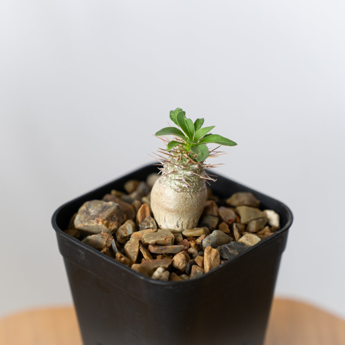 パキポディウム ナマクアナム 光堂 実生 Pachypodium namaquanum 塊根植