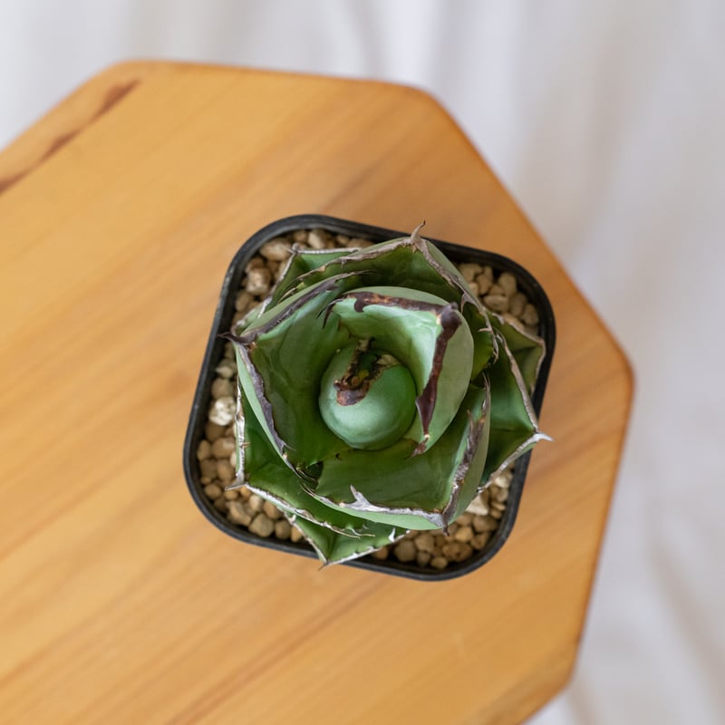 アガベ チタノタ 純血ジャガーノート 美株 OC株 Agave titanota Jugger