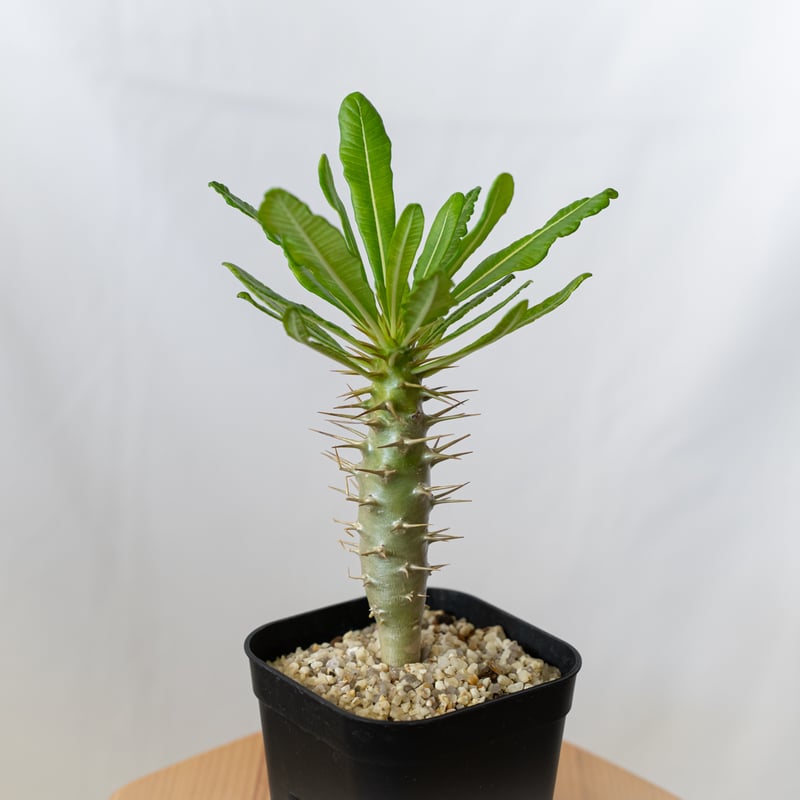 パキポディウム アンボンゲンセ 実生 Pachypodium ambongense 塊根植物