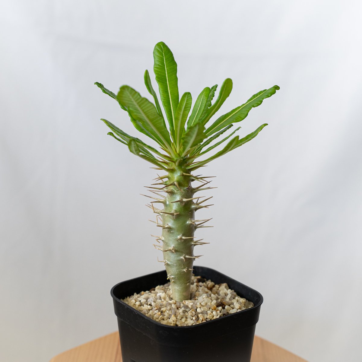 観葉植物 P-10塊根植物 サボテン 多肉植物 「実生」Pachypodium