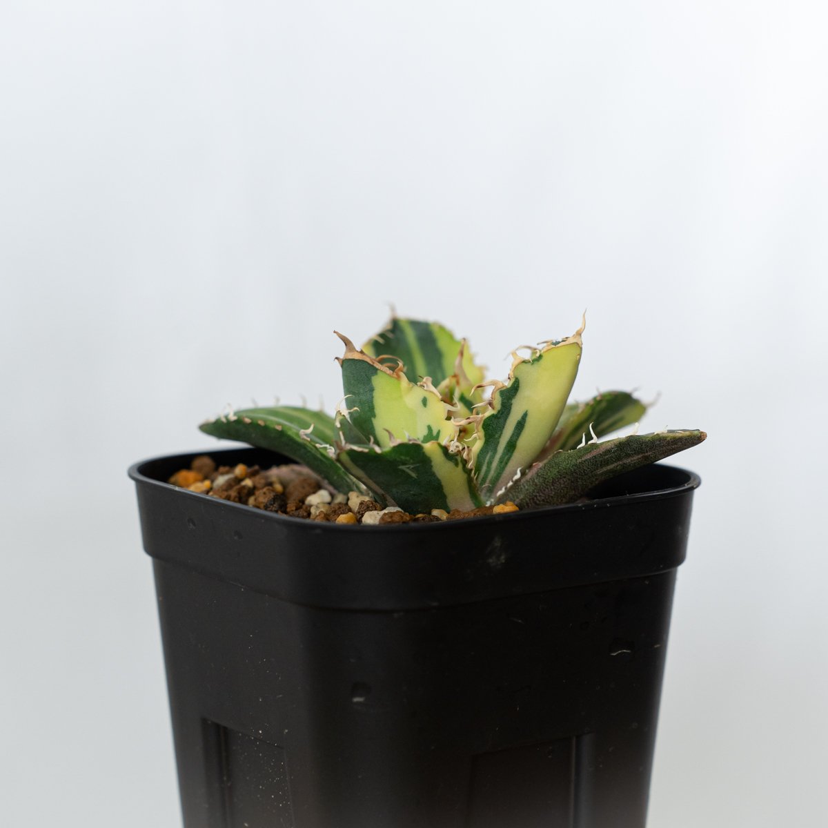 アガベ チタノタ 白鯨 縞斑 【発根管理中】TC株 Agave titanota White