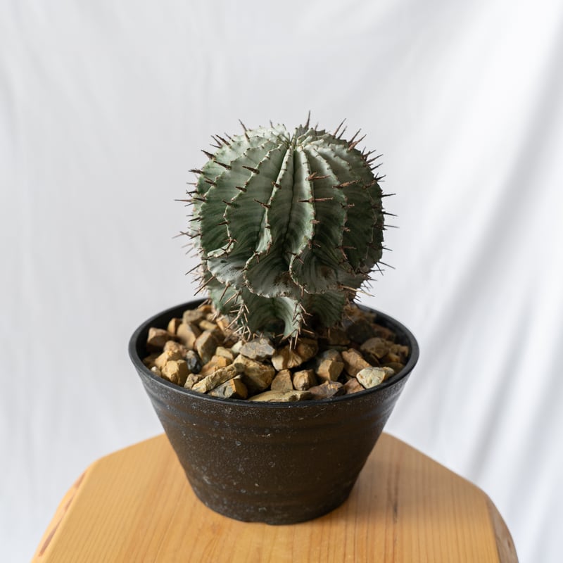 ①関上ナンバー1　ゼブラホリダ E. horrida 関上n1とはまた違う白さ😊 あと1シーズンこのままいける