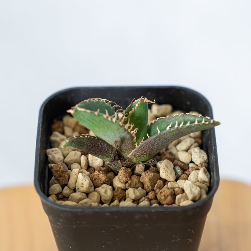 アガベ チタノタ 清櫻【発根管理中】TC株 Agave titanota Seiou