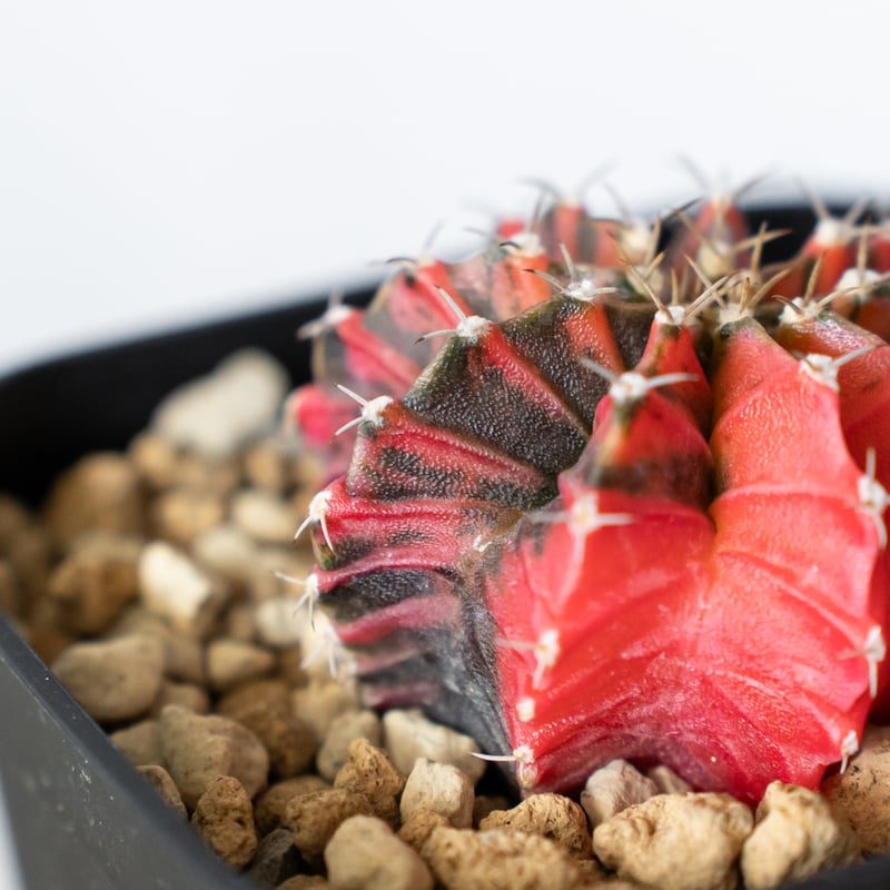 ギムノカリキウム ミハノビッチ 実生 緋牡丹錦 ヒボタンニシキ