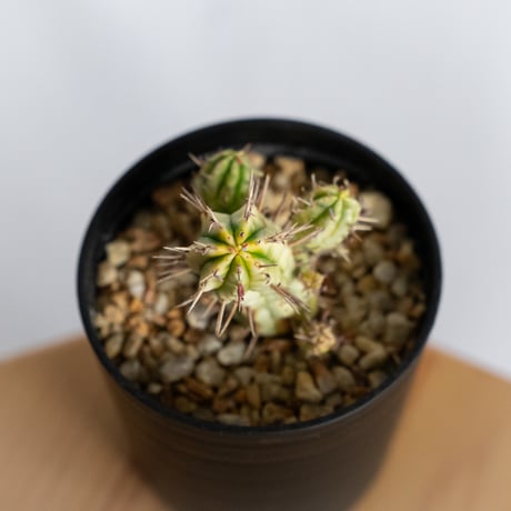 ユーフォルビア 紅彩閣錦 実生 エノプラ 斑入り Euphorbia enopla 塊根植物 多肉植物 珍奇植物 静岡 ANTIDOTE 通販 S1230