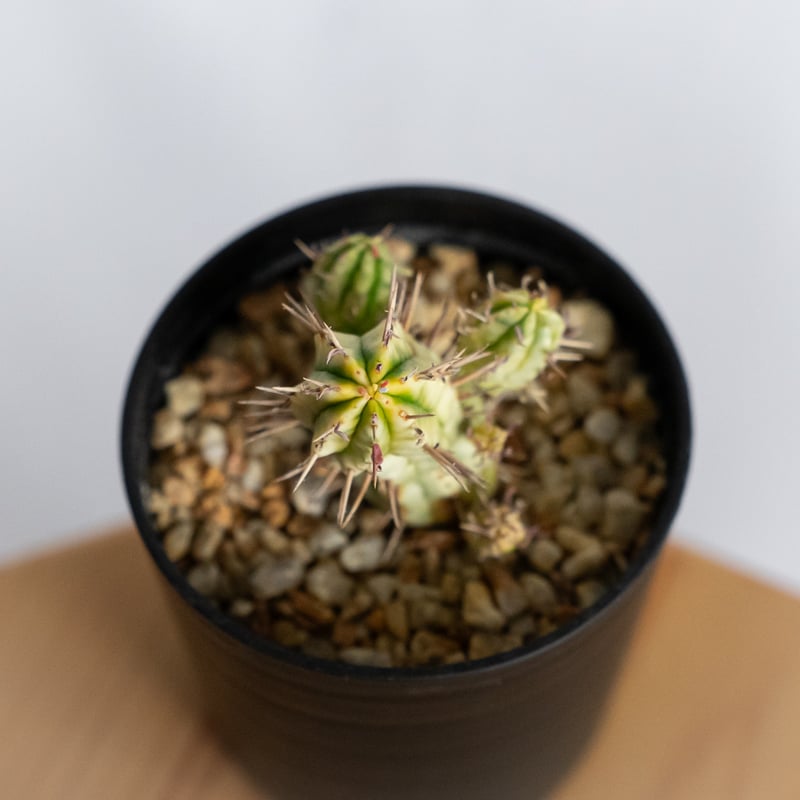 ユーフォルビア 紅彩閣錦 実生 エノプラ 斑入り Euphorbia enopla 塊根