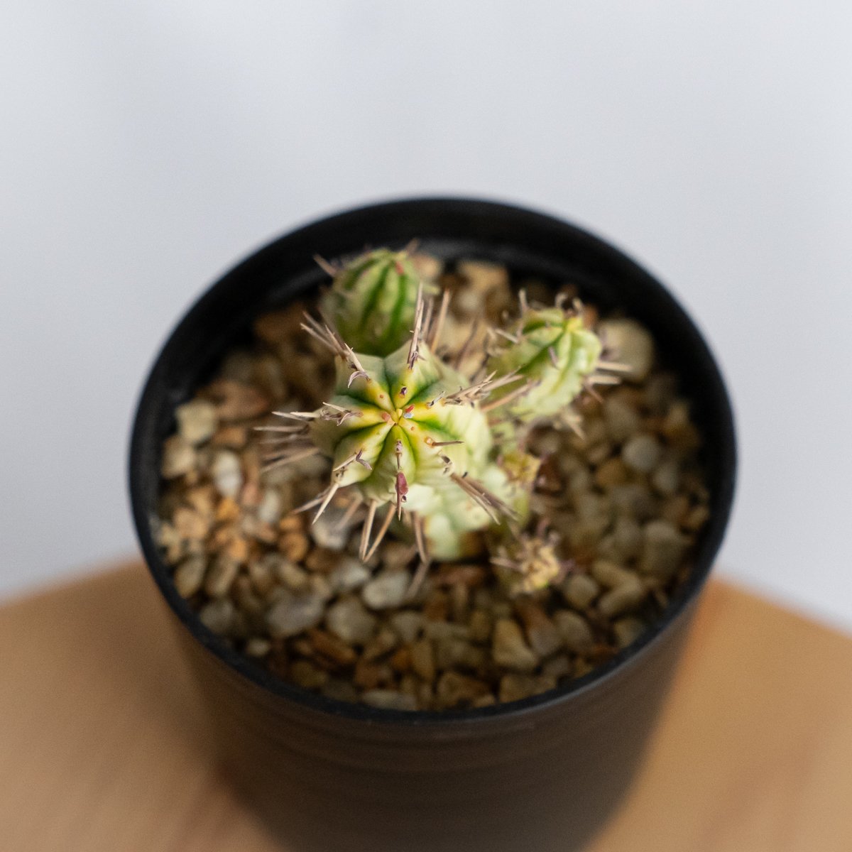 ユーフォルビア 紅彩閣錦 実生 エノプラ 斑入り Euphorbia enopla 塊根