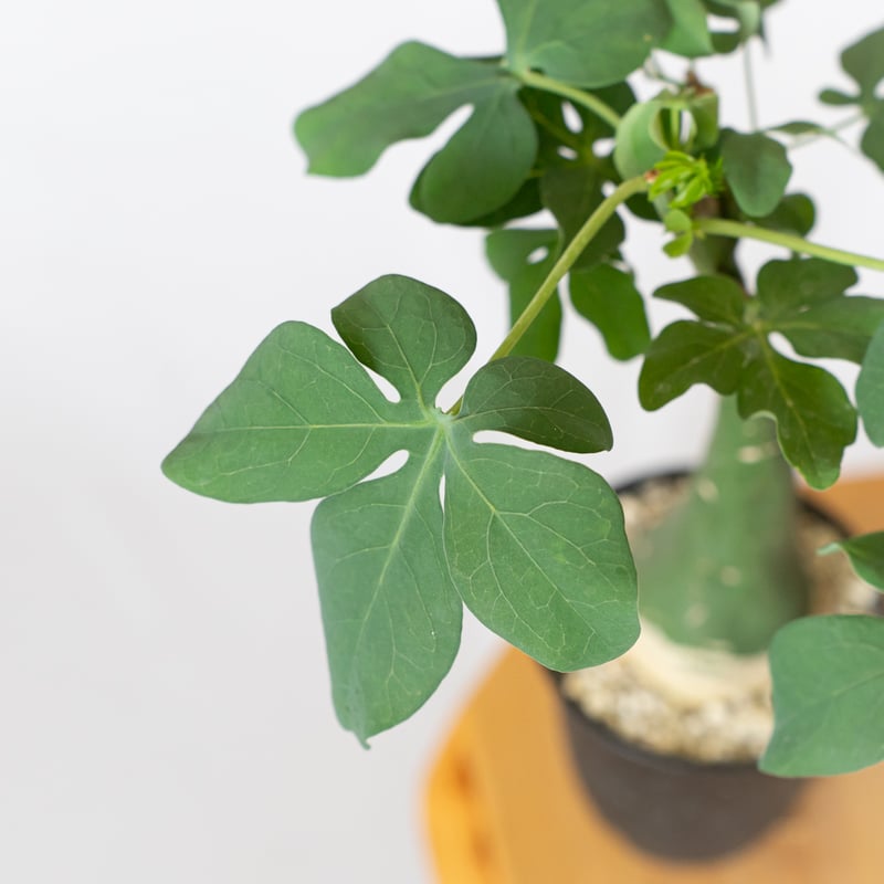 アデニア グラウカ 幻蝶かずら Adenia glauca 塊根植物 コーデックス