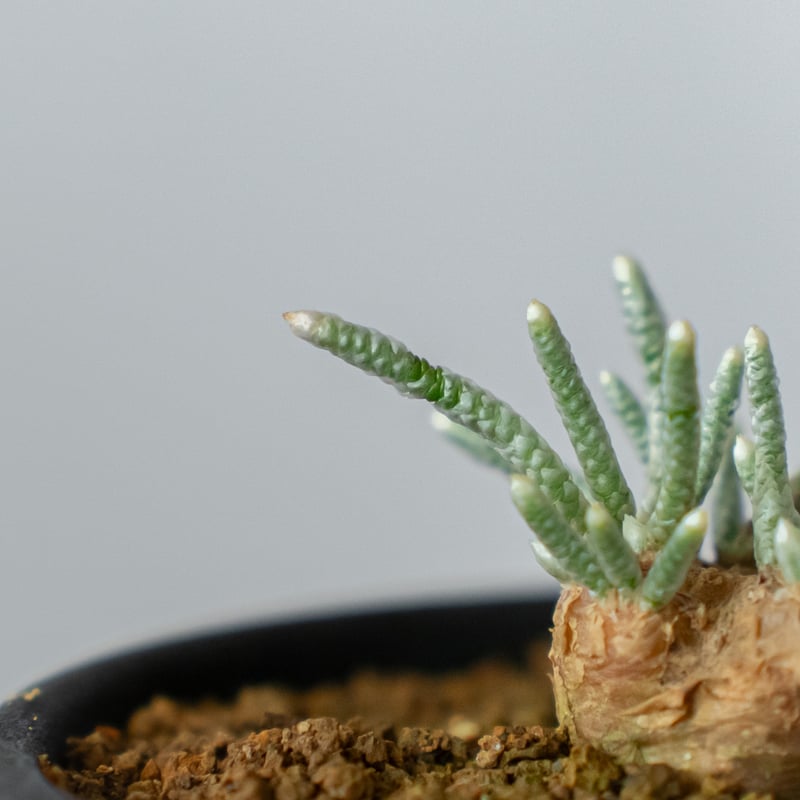 アボニア クイナリア Avonia quinaria 塊根植物 コーデックス 冬型