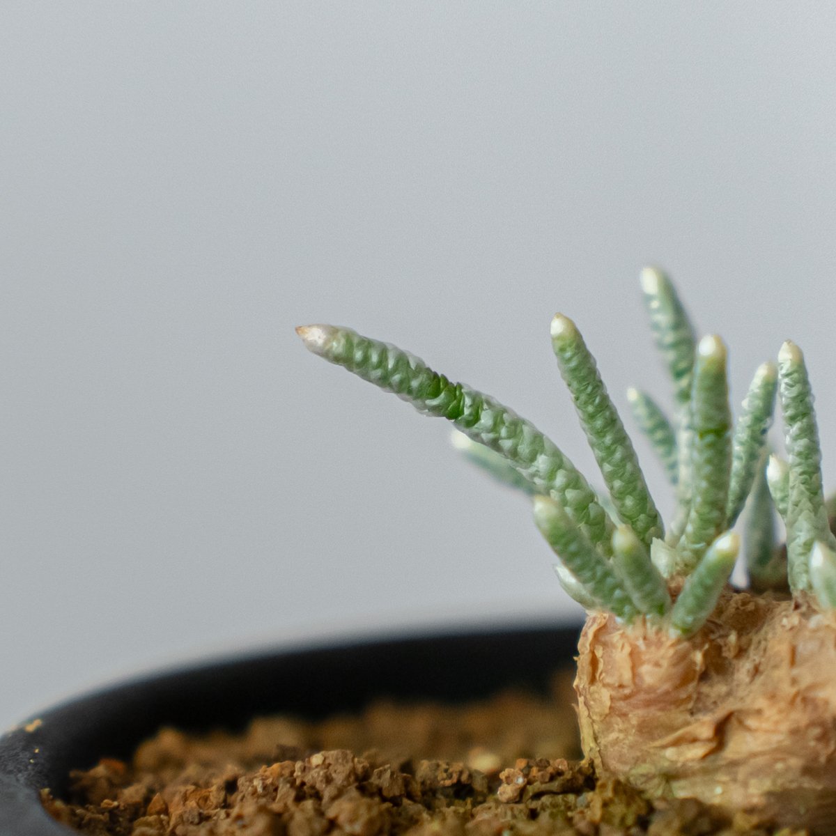 アボニア クイナリア Avonia quinaria 塊根植物 コーデックス 冬型