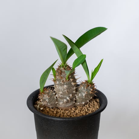 ユーフォルビア ハイブリッド  実生 パルビメデューサエ×ミリー ハナキリン　Euphorbia hybrid 多肉植物 珍奇植物 静岡 ANTIDOTE 通販 S1498